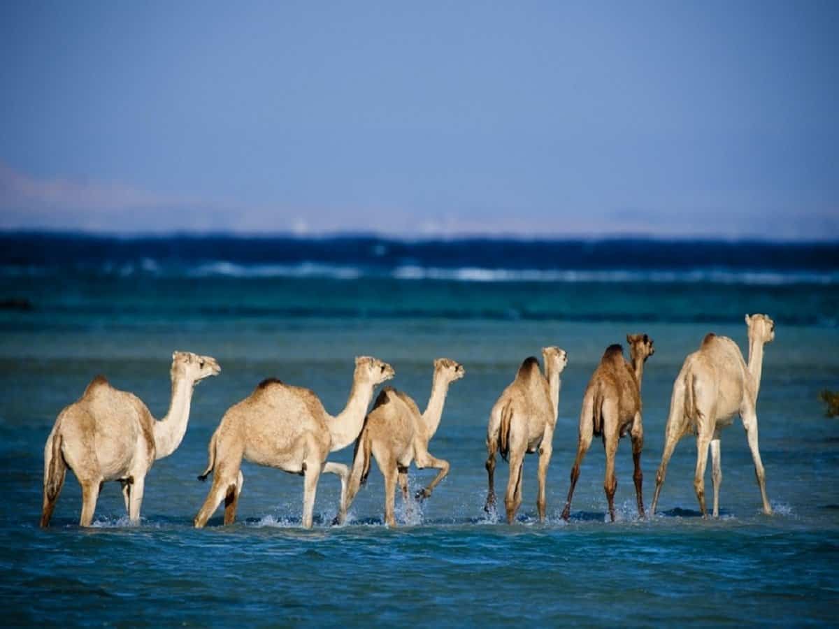 Camel tropical. Национальный парк Вади-Эль-Гемаль. Вади ель Гемаль Египет. Заповедник Вади Египет. Долина верблюдов в Египте.