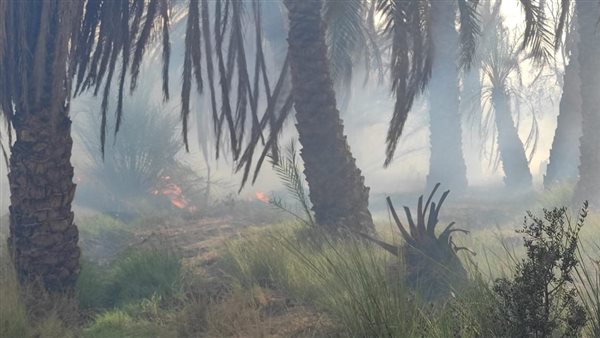 الحماية المدنية تخمد حريقا في "الشيخ والي" بالوادي الجديد.. صور 