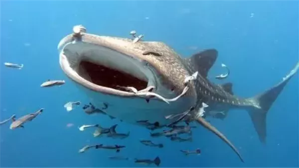 أضخم كائن بحري.. القرش بهلول يظهر على شواطئ مرسى علم 