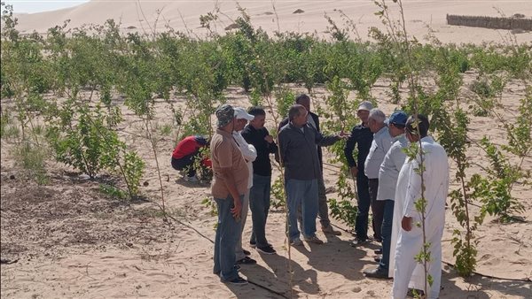  "بحوث الصحراء" يطلق مشروع تثبيت الكثبان الرملية لمجابهة التغيرات المناخية في واحة سيوة  